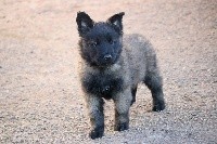 CHIOT male collier gris