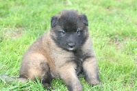 CHIOT