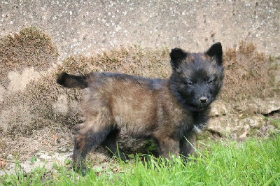 CHIOT femelle violet