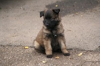 CHIOT male collier vert