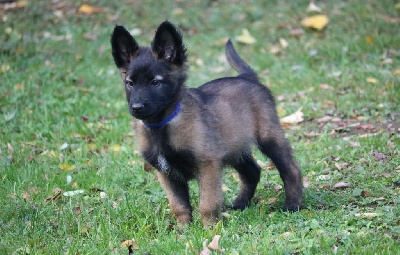 CHIOT mâle bleu