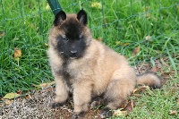 CHIOT
