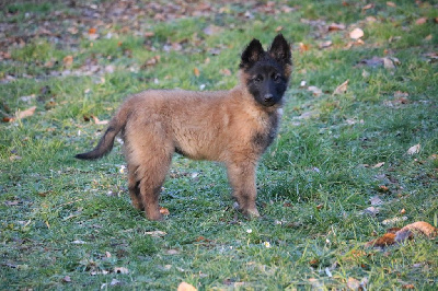 CHIOT femelle violet