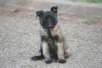 CHIOT TERVUEREN