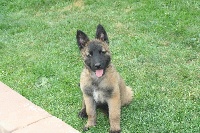 CHIOT TERVUEREN