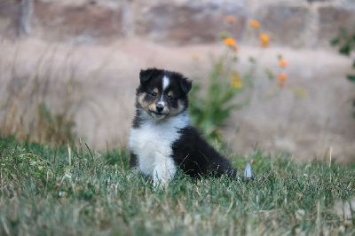 CHIOT 2