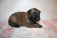 CHIOT