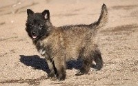 CHIOT male collier noir