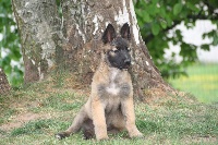 CHIOT TERVUEREN