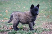 CHIOT femelle orange