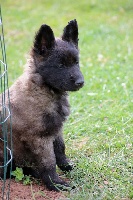 LASKA