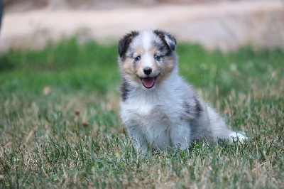 CHIOT 5