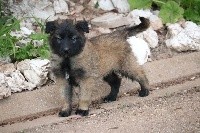 CHIOT femelle collier jaune