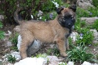 CHIOT mâle collier noir