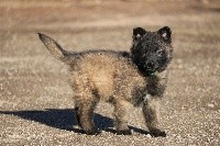 CHIOT male collier vert