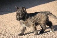 CHIOT male collier noir