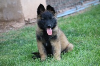 MERLIN