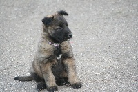 CHIOT TERVUEREN