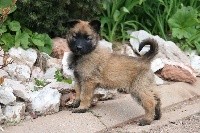 CHIOT mâle collier brun