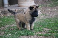 CHIOT mâle collier gris