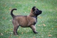 CHIOT femelle bleue 