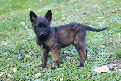 CHIOT mâle noir