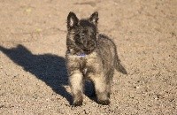 CHIOT male collier bleu