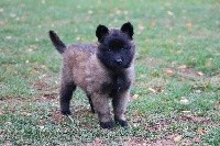 CHIOT femelle collier brun