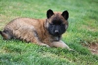 chiot male noir