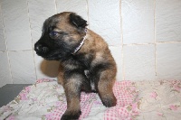 CHIOT