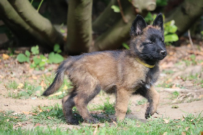 CHIOT femelle jaune