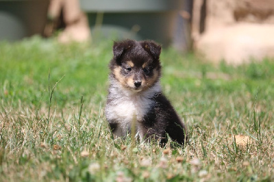 CHIOT 3