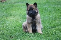 chiot femelle rouge