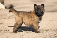 CHIOT male collier brun