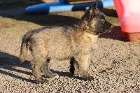 CHIOT male collier vert
