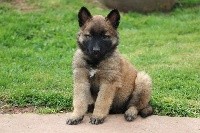 chiot male bleu
