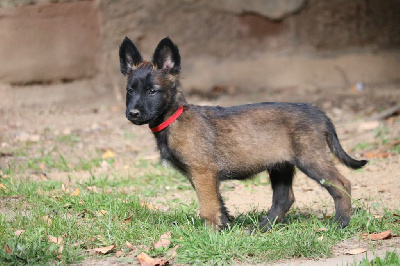 CHIOT femelle rouge
