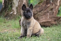 LAIKA