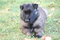 CHIOT tervueren lignée travail