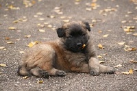 CHIOT male collier bleu