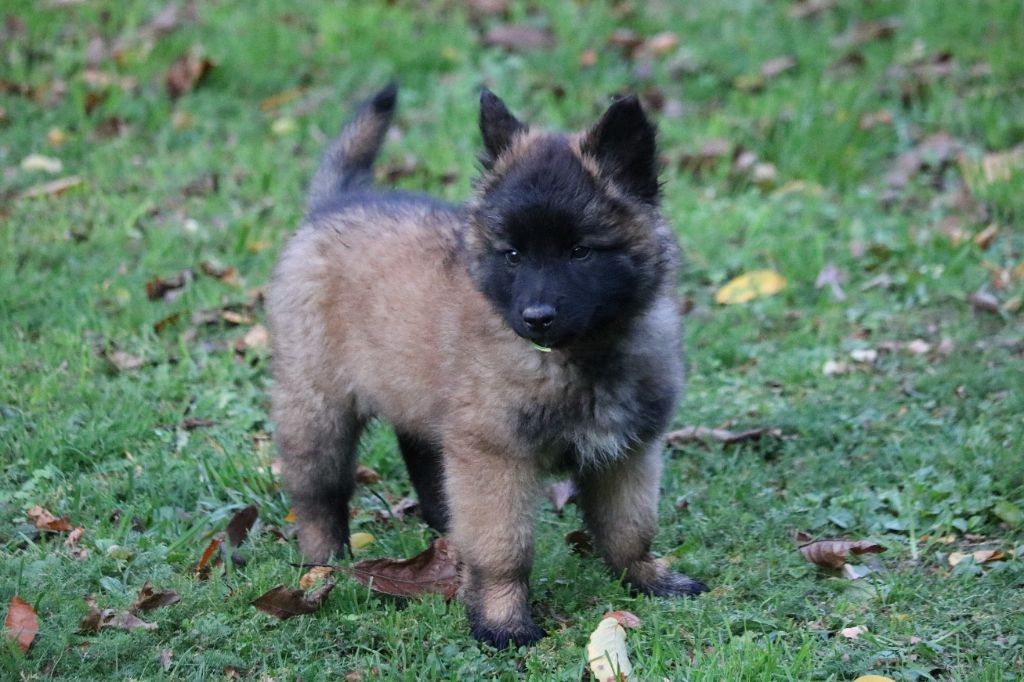 du Domaine de la Salvonière - Berger Belge - Portée née le 23/08/2022