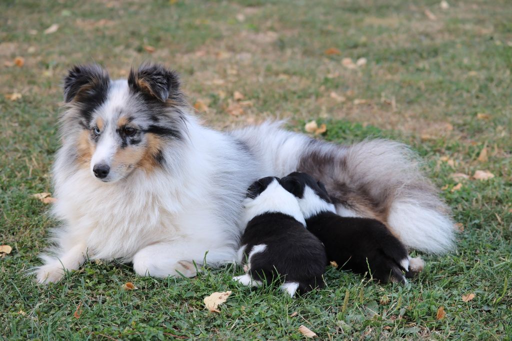 Chiot Shetland Sheepdog du Domaine de la Salvonière