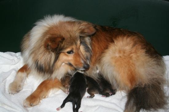 du Domaine de la Salvonière - Shetland Sheepdog - Portée née le 20/10/2011