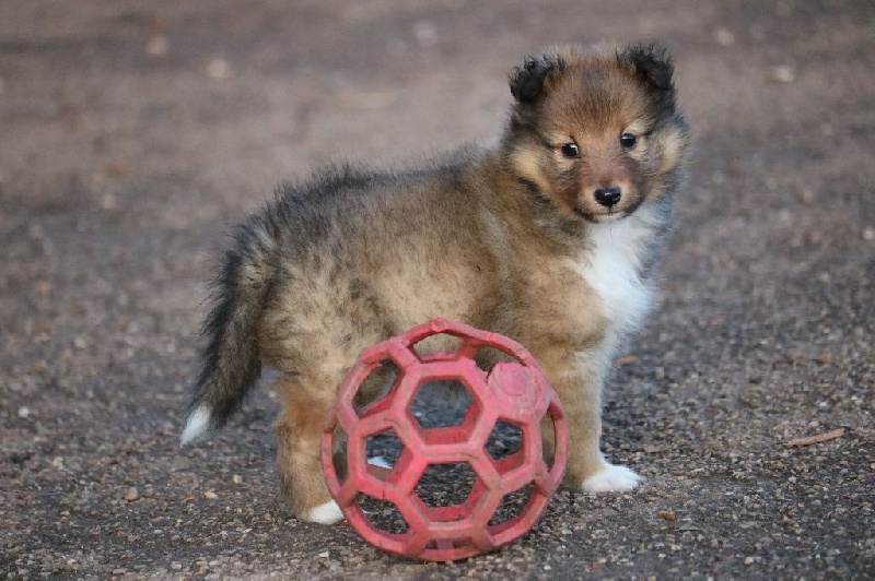 du Domaine de la Salvonière - Shetland Sheepdog - Portée née le 26/10/2015