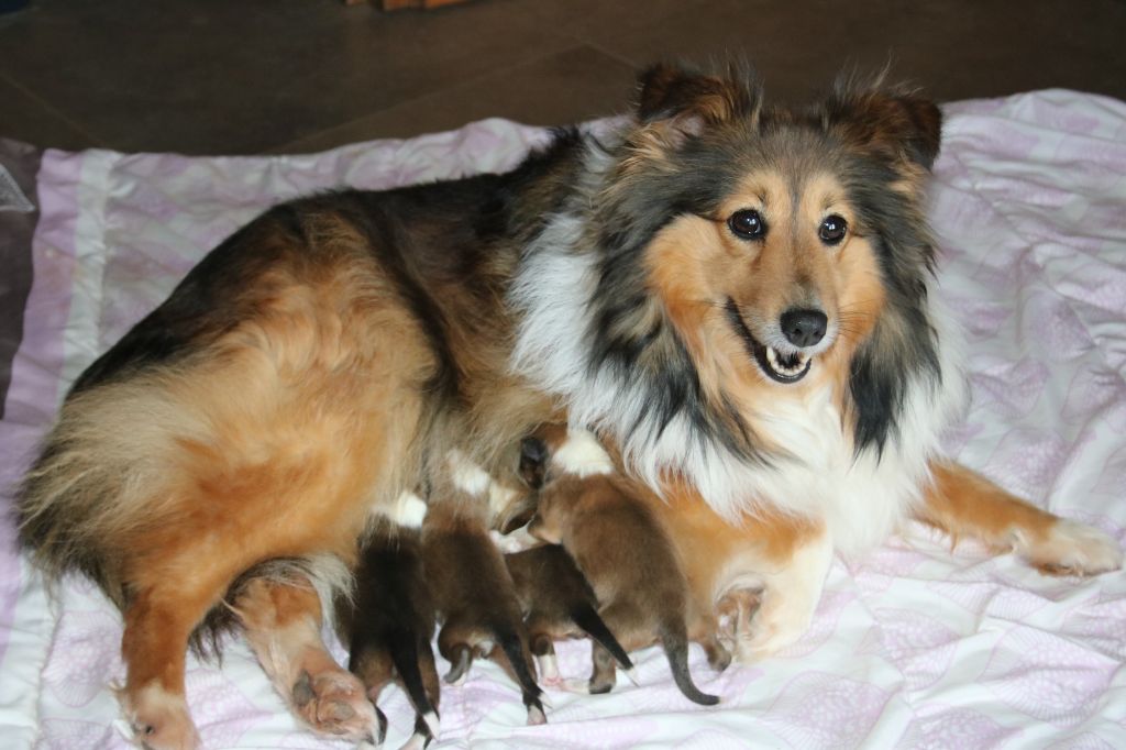 du Domaine de la Salvonière - Shetland Sheepdog - Portée née le 13/03/2021