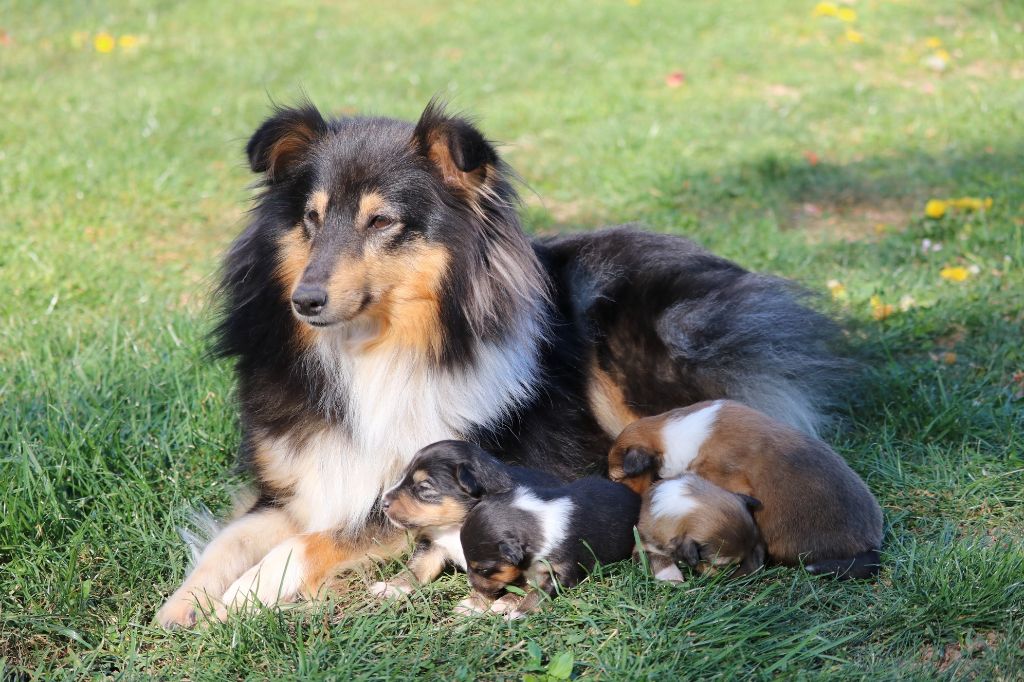 du Domaine de la Salvonière - Shetland Sheepdog - Portée née le 11/04/2020